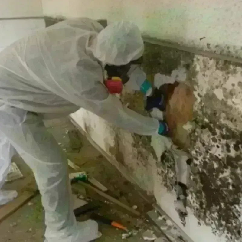 Mold Remediation and Removal in Trenton, NC